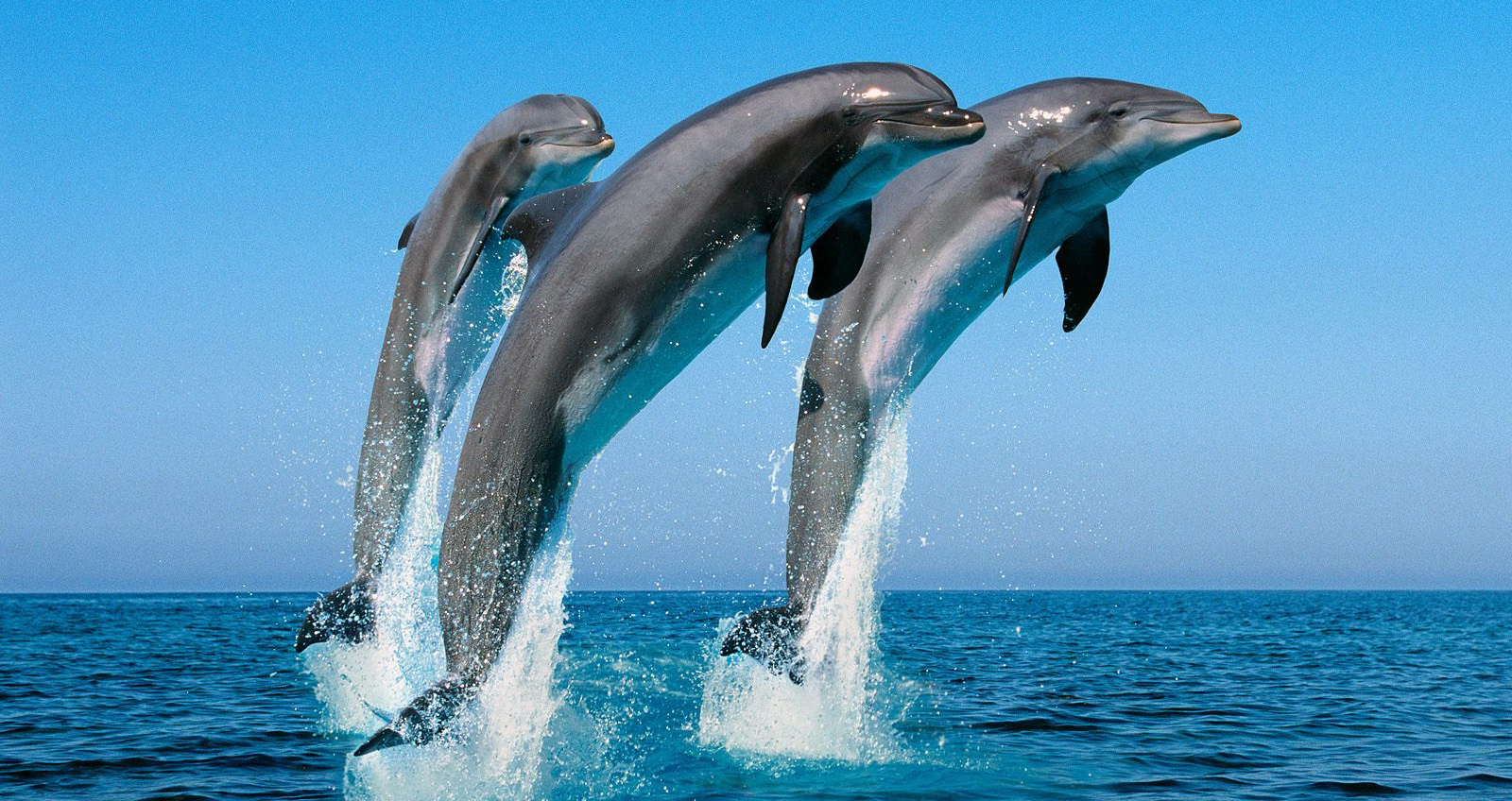 » Dolphin and Whale Watching In Kalpitiya – One Day Tour
